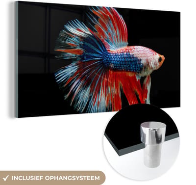 MuchoWow® Glasschilderij 40x20 cm - Schilderij acrylglas - Vis - Zeedier - Staart - Blauw - Foto op glas - Schilderijen