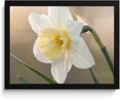Poster in lijst - Fotolijst 40x30 cm - Posters - Narcis - Bloem - Minimalistisch - Posterlijst zwart - Decoratie - Wanddecoratie woonkamer - Muurdecoratie slaapkamer