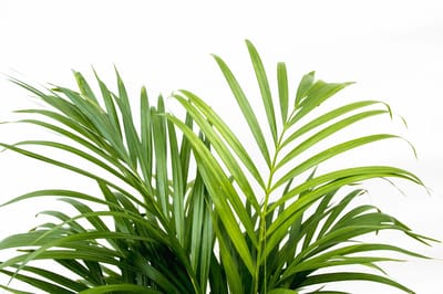 Dypsis Lutescens (Areca palm) 150 cm - ø24