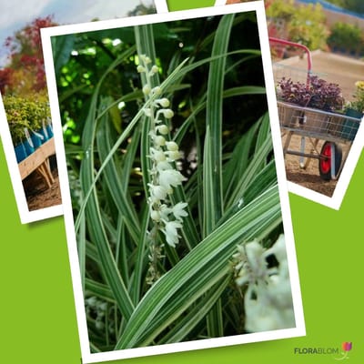 Leliegras (Liriope Muscari) - Monroe White - Vaste planten - Groenblijvend - Bodembedekkers - Zomerbollen - Grassen/kruiden