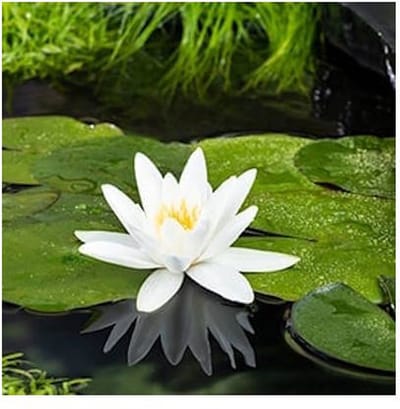 Moerings Nymphaea Tetragona | Waterlelie | In 3L Mand