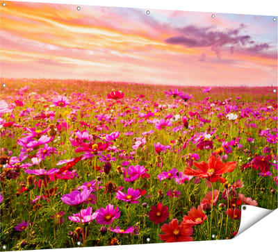 Gards Tuinposter Kleurrijke Kosmos Bloemenveld - 160x120 cm - Tuindoek - Tuindecoratie - Wanddecoratie buiten - Tuinschilderij