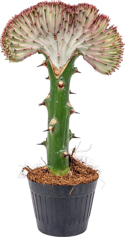 Bloomique - Euphorbia Lactea Cristata - Hanekam Wolfsmelk - Kamerplanten - Luchtzuiverend - Gemakkelijk in onderhoud - Hoogte 20-30 cm - Pot 11 cm