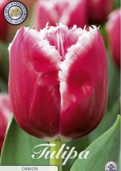 Dutch Finest Quality Bloembollen Canasta Fringed Tulpenbollen 7 stuks bolmaat 12+