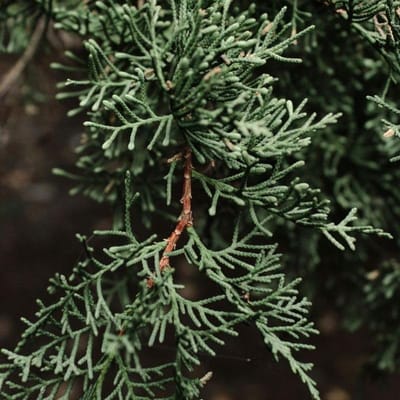Bodembedekkende Conifeer - Groenblijvende Struik - Tuin Aankleding - Spreidende Groei - 30-40 cm Hoog - Intens Groen