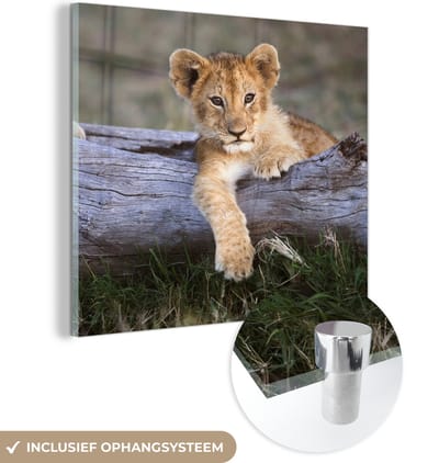 MuchoWow® Glasschilderij 50x50 cm - Schilderij acrylglas - Welp - Dier - Natuur - Foto op glas - Schilderijen