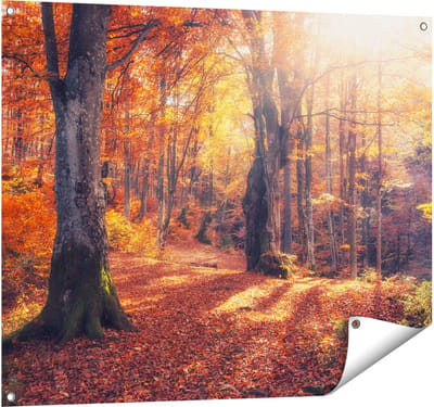 Gards Tuinposter Oranje Herfstbos met Zonneschijn - 100x80 cm - Tuindoek - Tuindecoratie - Wanddecoratie buiten - Tuinschilderij