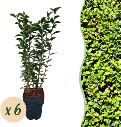 Plantenboetiek.nl | Ligustrum ovalifolium - blad groen - 6 planten - 1 strekkende meter - groenblijvend - pot 17cm hoogte 55cm - Haagplanten - Ø18cm - 45-55cm hoog - Tuinplant