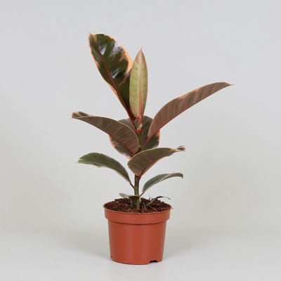 Plantenboetiek.nl | Ficus elastica 'Belize' - Ø12cm - 30cm hoog - Kamerplant - Groenblijvend