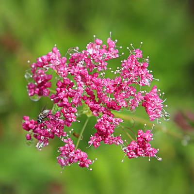 6x Pimpinella Major Pot 9x9cm - Ruim assortiment aan prachtige planten voor in huis