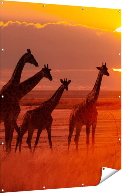 Gards Tuinposter Giraffe Kudde bij Zonsondergang - 120x160 cm - Tuindoek - Tuindecoratie - Wanddecoratie buiten - Tuinschilderij
