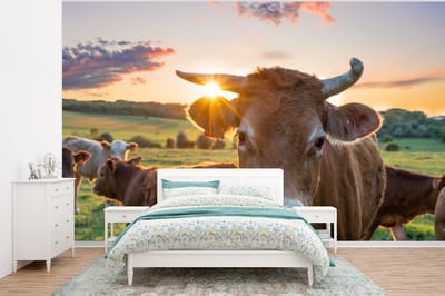 Behang - Fotobehang Koeien - Zon - Weiland - Platteland - Breedte 375 cm x hoogte 280 cm