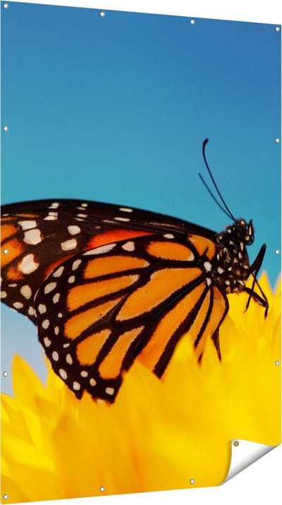 Gards Tuinposter Oranje Vlinder bij een Zonnebloem - 120x180 cm - Tuindoek - Tuindecoratie - Wanddecoratie buiten - Tuinschilderij