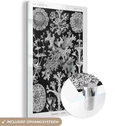 MuchoWow® Glasschilderij 40x60 cm - Schilderij acrylglas - Kunst - Koraal - Ernst Haeckel - Oude meesters - Natuur - Foto op glas - Schilderijen