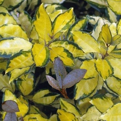 Elaeagnus Ebbingei Eleador ('Lannou') - Zilverbes;Groenblijvende olijfwilg 60-80 cm pot