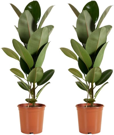 Dailygoods - Ficus Elastica Robusta - Rubberboom - Luchtzuiverende Kamerplant - 80-100 cm Hoog