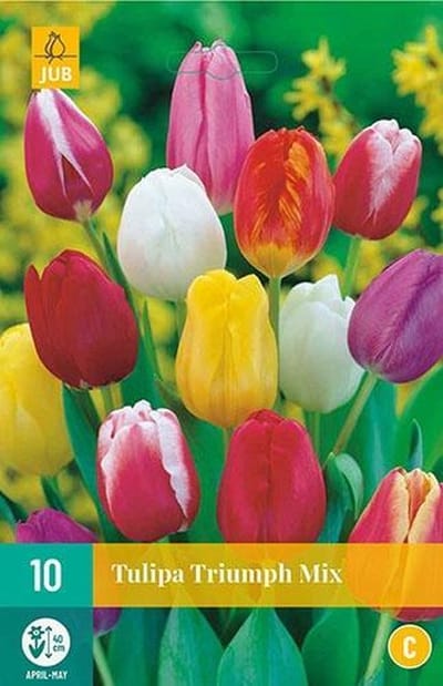 X 10 Tulipa Triumph mix
