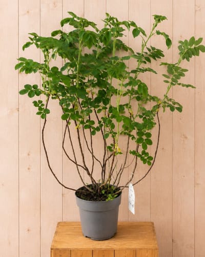 Rosa Rugosa Rimpelroos 90 cm Warentuin Natuurlijk