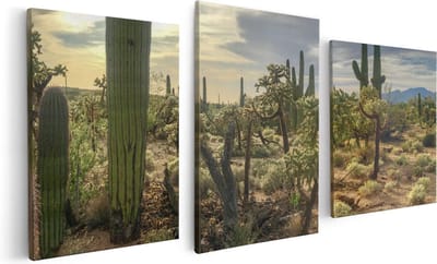 Artaza Canvas Schilderij Drieluik Cactus Planten in het Wild - 120x60 - Foto Op Canvas - Canvas Print