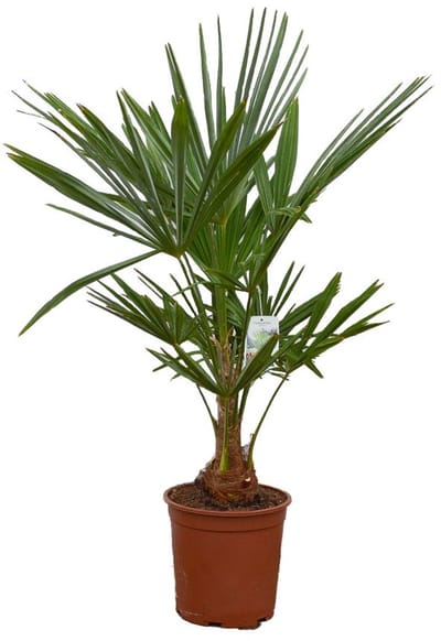 Palmen-Stunt - Trachycarpus Fortunei - palmboom - hoogte 110/130cm - 10L pot - Stamhoogte 25/30cm - winterharde palmbomen voor buiten