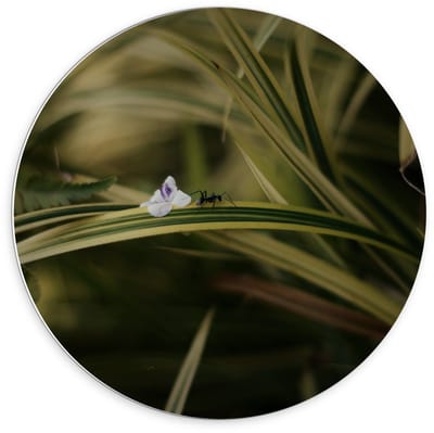 Forex Wandcirkel - Mier op Plantje - 70x70cm Foto op Wandcirkel (met ophangsysteem)