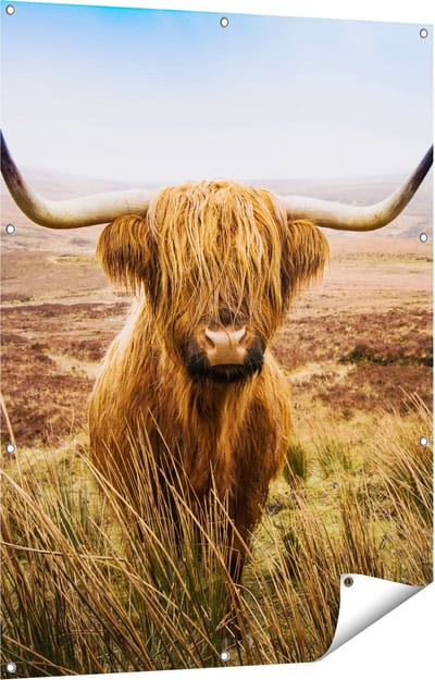Gards Tuinposter Schotse Hooglander Koe in het Veld - 90x120 cm - Tuindoek - Tuindecoratie - Wanddecoratie buiten - Tuinschilderij