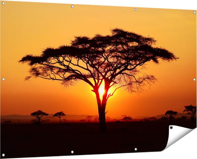Gards Tuinposter Zonsondergang Achter een Savanne Boom - 150x100 cm - Tuindoek - Tuindecoratie - Wanddecoratie buiten - Tuinschilderij