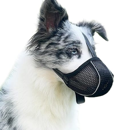 Muilkorf voor Honden – Voorkomt Kauwen/Eten/Bijten – Ademend, Reflecterend en Verstelbaar – Anti-Bijt (Zwart-XL)