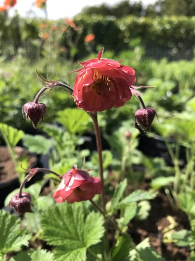 6 x Geum 'Bell Bank' - Nagelkruid - P9 Pot (9 x 9cm) - Dima Vaste Planten