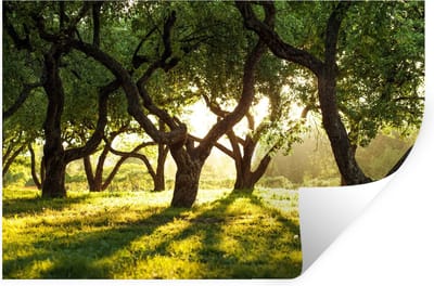 Muurstickers - Sticker Folie - Bomen - Natuur - Zon - 30x20 cm - Plakfolie - Muurstickers Kinderkamer - Zelfklevend Behang - Zelfklevend behangpapier - Stickerfolie