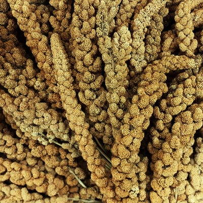 Zagers Chinese trosgierst geel 15 kg