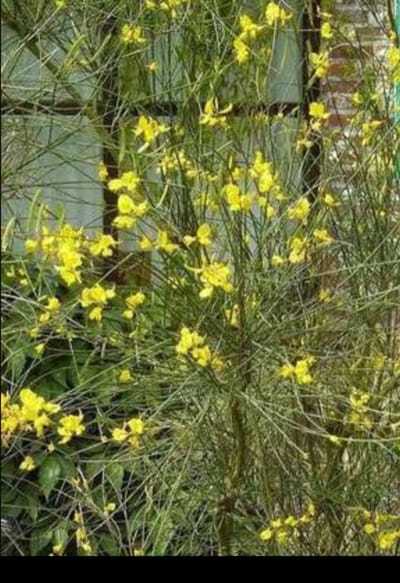 Spartium junceum - Bezemstruik, Portugese Brem, Spaanse Brem 40- 60 cm in pot