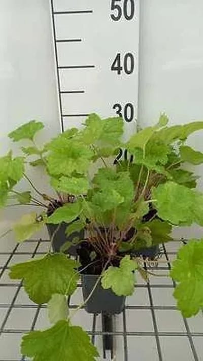 6x Purperklokje - Heuchera hybr. 'Electric Lime' | 9x9 cm pot
