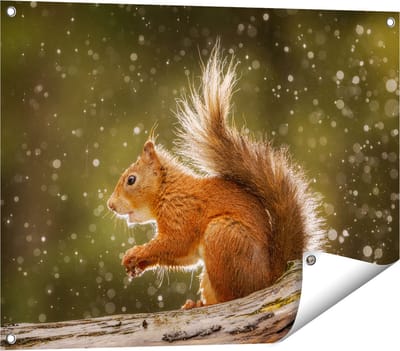 Gards Tuinposter Eekhoorn in de Regen - 80x60 cm - Tuindoek - Tuindecoratie - Wanddecoratie buiten - Tuinschilderij