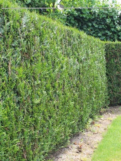 Levensboom Thuja plicata Martin 120-140 cm, 12x Haagplant