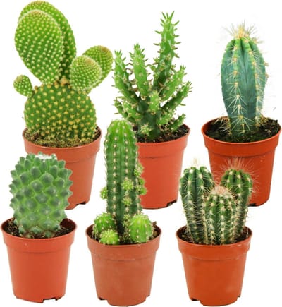 ZynesFlora Mini Cactus Set - 6 Stuks in 5.5 cm Kwekerspot - Kleine Kaktus Collectie Kamerplant - Hoogte: 5-10 cm