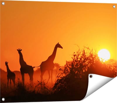 Gards Tuinposter Drie Giraffe Silhouetten bij Zonsondergang - 80x60 cm - Tuindoek - Tuindecoratie - Wanddecoratie buiten - Tuinschilderij