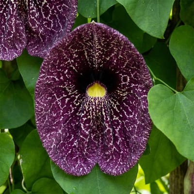 Bloomique - Aristolochia Macrophylla - Duitse Pijp - Tuinplanten - Klimplanten - Winterhard - Hoogte 60-80 cm - Pot 19 cm