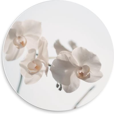 Forex Wandcirkel - Witte Bloemetjes op Witte Achtergrond - 50x50cm Foto op Wandcirkel (met ophangsysteem)