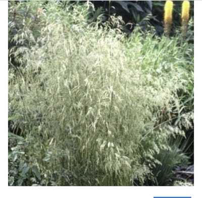 6 x Deschampsia cespitosa - GEWONE SMELE, RUWE SMELE - pot 9 x 9 cm