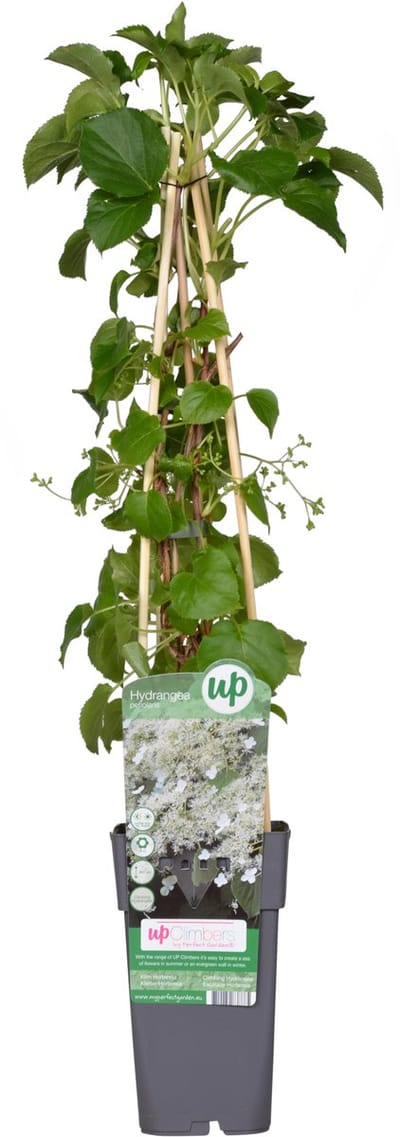 Hello Plants Hydrangea Petiolaris Klimhortensia - Ø 15 cm - Hoogte: 65 cm