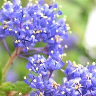 Ceanothus 'Blue Diamond' - Amerikaanse sering 30-40 cm in pot
