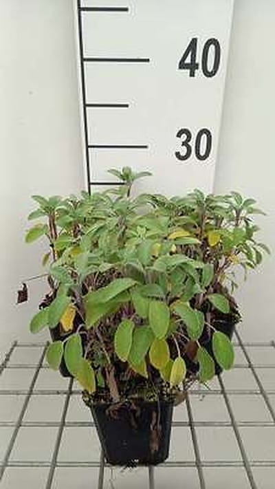 6x Struiksalie - Salvia off. 'Growers Friend' | 9x9 cm pot