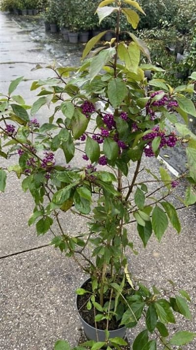 Plants Online - Tuinplanten - Heesters - Set van 1 - Callicarpa bodinieri 'Profusion' - 10 liter pot - Plant 80-100 cm