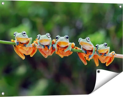 Gards Tuinposter Groep Kikkers op een Tak - 90x60 cm - Tuindoek - Tuindecoratie - Wanddecoratie buiten - Tuinschilderij