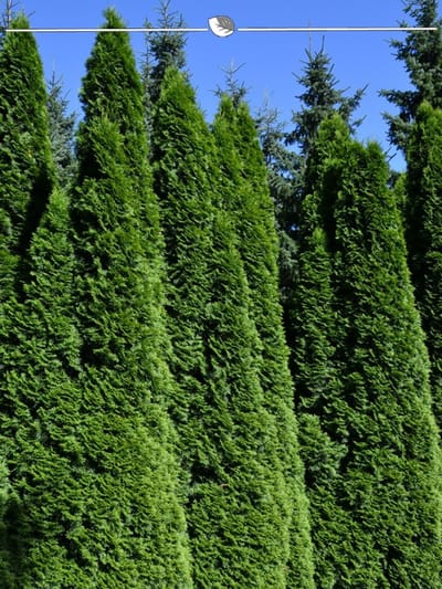 Venijnboom Taxus baccata 40-50 cm in Pot, 20x Haagplant