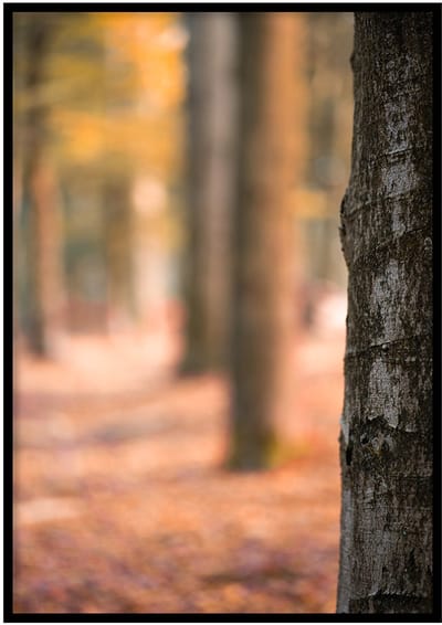 Poster Herfstboom- 30x40cm met Fotolijst – Natuur Poster – Ingelijst