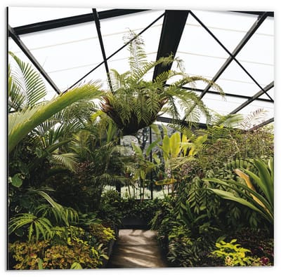 Dibond - Planten in Glazen Gebouw - 50x50cm Foto op Aluminium (Wanddecoratie van metaal)
