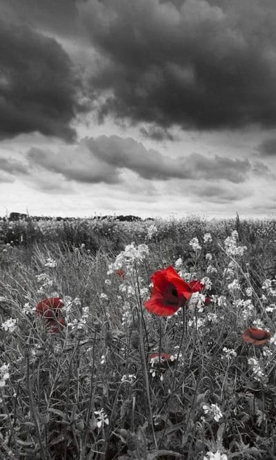 Fotobehang - Poppies Black 150x250cm - Vliesbehang
