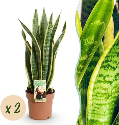 Plantenboetiek.nl | Green is... Sanseveria Laurentii - Vrouwentong - Weinig onderhoud - Groen - 2 Planten - Ø17cm - 60-70cm hoog - Kamerplant - Groenblijvend